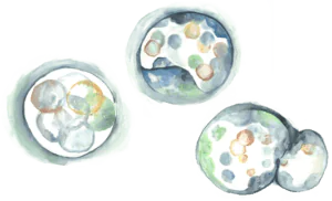A watercolor illustration of three circular cells, each containing various colored circles, representing cellular structures and complexity.