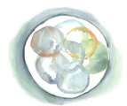 embyro watercolor image