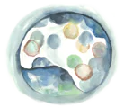 embyro watercolor image