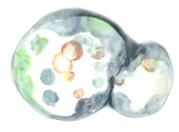 embyro watercolor image